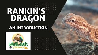 Rankins dragon  An Introduction  reptiles dragon lizard [upl. by Ahsahtan]