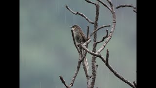 Himalayan Prinia [upl. by Kcirdef]