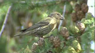 MINDRE KORSNÄBB Common Crossbill Loxia curvirostra Klipp  412 [upl. by Isidora]