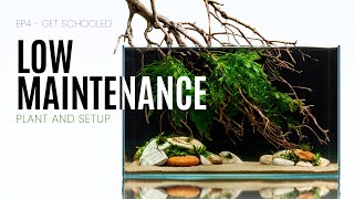 Low Maintenance No CO2 Planted Aquarium  EP4 Get Schooled [upl. by Gris]