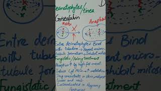 Griseofulvin antifungal drugmechanism of action [upl. by Edlyn]