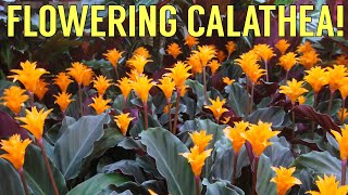 Calathea Crocata Tassmania Care Guide and Species Spotlight  Eternal Flame [upl. by Accire]