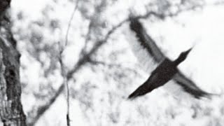 The ivory billed woodpecker is now extinct [upl. by Suiremed]