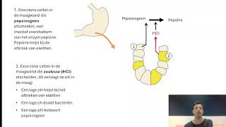 Spijsvertering 2 Mond slokdarm maag [upl. by Roscoe]