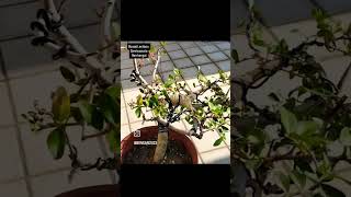 Bonsai Lentisco a semicascata⛩️🌱 bonsai youtubeshorts bonsaiworld bonsaitree youtube [upl. by Ihcehcu582]