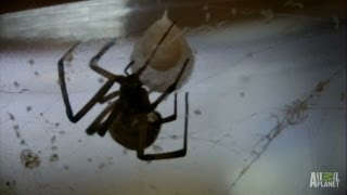 Brown Widow Spiders Invade  Infested [upl. by Toft]