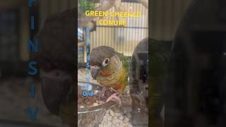 Green Cheeked Conure beautifulbirds socolorful amazing lovable solovely highlightes shorts [upl. by Stanfill]