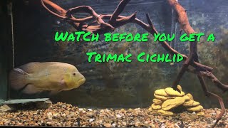 Watch Before You Get A Trimac Cichlid Bonus Live Feedings [upl. by Aerbma]