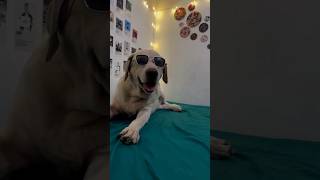 Angana Mein Saiya swimming pool Banaya🤪wedding bhojpurisongs shortstrending dog sumanRaj7870 [upl. by Oslec575]