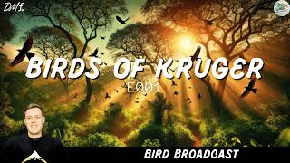 Birds of Kruger Episode 1  Bird Broadcast [upl. by Jacy]