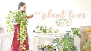 Plant Tour automne 2020 🍁 Mes plantes dintérieures 40 [upl. by Vera972]