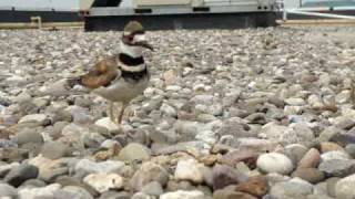 Killdeer Plover Broken Wing Dance  Protecting their nest [upl. by Onaimad266]