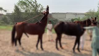 Horse meets each other first time [upl. by Chipman]