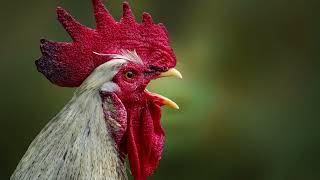 Rooster Crowing Sound Effect [upl. by Jackelyn]