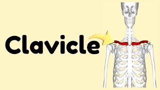 Clavicle [upl. by Yldarb404]