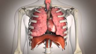 La respiration diaphragmatique [upl. by Mendelson]