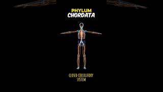 PHYLUM CHORDATA phylumchordatachordates  EXPLAIN PHYLUM CHORDATA shortsviraltrending [upl. by Terriss115]