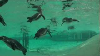 ZSL London Zoo Keeper tells us about the brand new penguin exhibit [upl. by Yanej95]