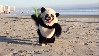 Panda Puppy Attacks California Beach [upl. by Zehcnas]