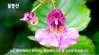 28편 물봉선나를 건드리지 마세요 세상에 첫선을 보이는 야생화이야기 28편 물봉선한국의 야생화 토종야생화 [upl. by Ailecara]