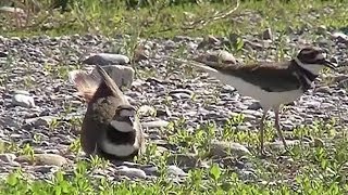 Killdeer Building Nest Charadrius vociferus [upl. by Miner839]