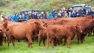 Luing cattle open day 2016 [upl. by Gilbertson]