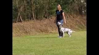 Obedience Training mit Dalmatiner Anila  Klasse 1 [upl. by Madda576]