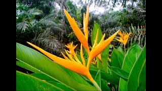 Tropical Heliconias [upl. by Phail682]