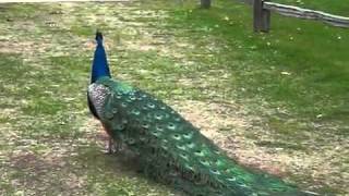 Pavo real cantando [upl. by Ical]