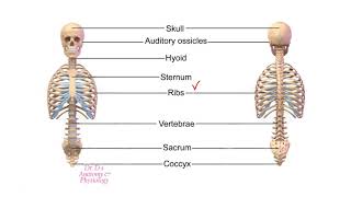 Axial and Appendicular Skeleton [upl. by Eceinhoj]