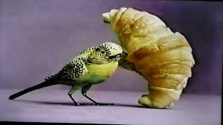 Tonight ShowBeezer The Parakeet bit August 15 1991 [upl. by Mariko]