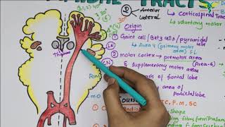 Corticospinal tracts Pyramidal Tracts Pathway Neurophysiology Super Easy Explanation [upl. by Sitarski926]