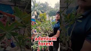 Adenium Forest Never Seen Before shorts [upl. by Corley236]