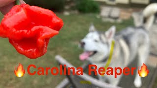 Carolina Reaper Grow n Eat carolinareaper chilipepper growingpeppers growyourownfood garden [upl. by Ylahtan812]