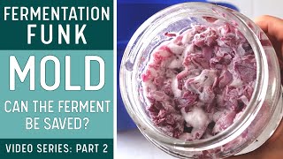 MOLD on FERMENTED VEGETABLES Is it safe How to remove it with examples [upl. by Kinna882]