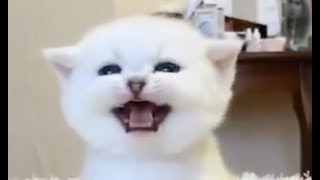 ADORABLE Kittens Meowing  Cats Meowing Compilation [upl. by Aivatra]