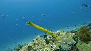 Anilao Batangas is a divers playground [upl. by Ahsahtan107]