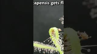 Another catch by the sundew Drosera capensis shorts [upl. by Aihsiyt]