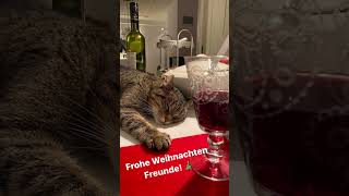 KATZE TRINKT WEIN REVEDTV INSTAGRAM STORY [upl. by Ahsenav544]