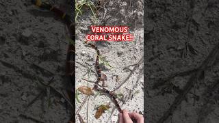 VENOMOUS CORAL SNAKE coralsnake herping herpetology snakes venomous elapidae floridasnakes [upl. by Ahk]