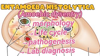 Entamoeba Histolytica Amoebic dysentry  Life cycle  morphology  Pathogenesis  Lab diagnosis [upl. by Goldarina]