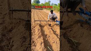 Cane planting farming sugarcane sugarcane sugarcrop shortvideo [upl. by Godliman]