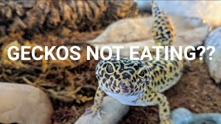 Gecko Wont Eat Try these 2 Tips [upl. by Lobiv849]