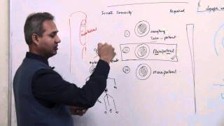 Immunology Neutrophil Lecture 3 Part 5 [upl. by Earej]