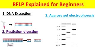 RFLP Explained  Restriction Fragment Length Polymorphism Technique for Beginners [upl. by Acinomed]