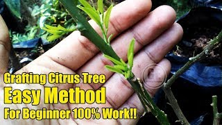 Easy Grafting Citrus Tree For Beginner 100 Work [upl. by Peyton840]