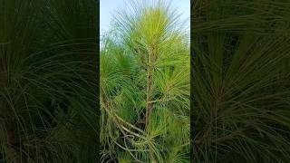 How to care and grow Chir Pine tree plant at home 🏡 pinebarrens hollytree pinegrow magnoliatree [upl. by Pammy]