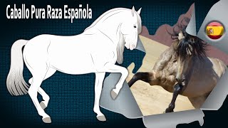 CABALLO PURA RAZA ESPAÑOLA caballos muy elegantes con aires altos RAZAS DE CABALLOS [upl. by Fanya]