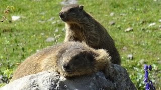 Auf MURMELTIERPirsch mit Günter Nohl in Tirol [upl. by Milak106]