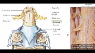 Spinal cord segments  fixators  sulci [upl. by Nagiam]